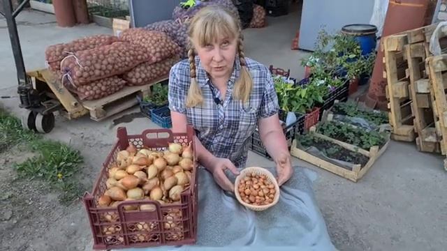 КАК ВЫРАСТИТЬ ЛУК БЕЗ СТРЕЛКИ