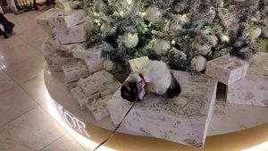 Дымка выберет подарки в Астории ❤️?.mp4