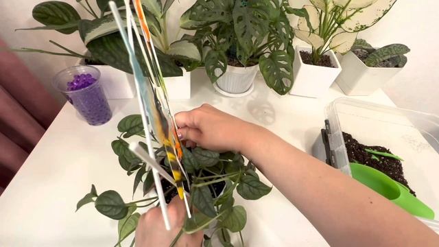 Монстера сильтепекана эль Сальвадор / Monstera siltepecana El Salvador / #монстера