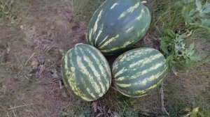 Обзор сортов арбуза в Нижегородской области 2019.