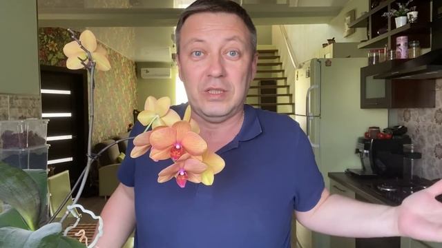 ОРХИДЕЯ фаленопсис ЗОЛОТАЯ РЫБКА Phalaenopsis Gold Fish