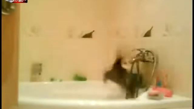 Облом котэ смотреть онлайн