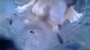 Возвращение блудных пчёл.