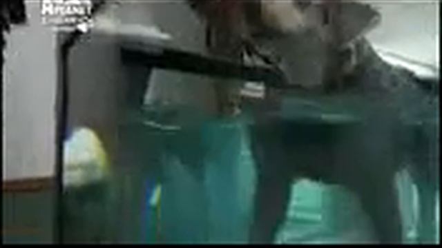 Бородатый (бирдер) колли, все породы собак, 101 dogs. Введение в собаковедение. смотреть онлайн