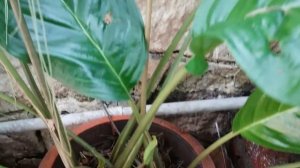 Tacca chantrieri,箭根薯,Такка Шантрье,Fledermausblume,פרח העטלף,വവ്വാൽപ്പൂവ്,เนระพูสีไทย, Bat flower
