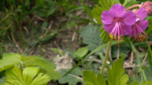 Geranium macrorrhizum (medicinal plant) смотреть онлайн