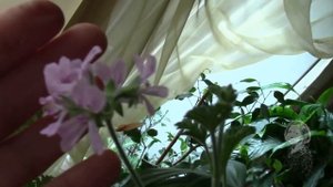 ГЕРАНЬ ЛИМОННАЯ, ПАХУЧАЯ.  ЧЕРЕНКИ.  ВРДД!