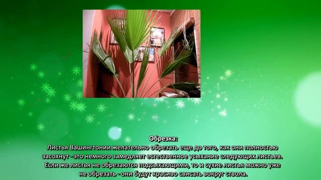 Как ухаживать за вашингтонией смотреть онлайн