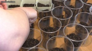 Нещадная пикировка томатов. Корни вросли в салфетки, все корни оборвались , но рассада прижилась луч