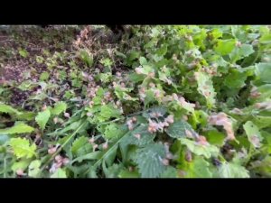 В какое время года нужно выпускать малька?