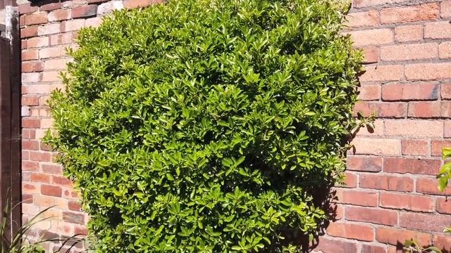 Euonymus Fortunei Emerald & Gold (Winter creeper) tough reliable shrub climber plant смотреть онлайн