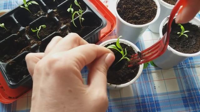 Флоксы. Когда и как пикировать рассаду флоксов