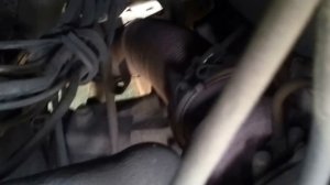 Автобус ЛИАЗ 5256