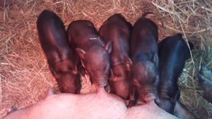 недельные вьетнамские вислобрюхие поросята