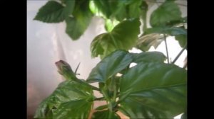 БОЛЕЗНЬ КИТАЙСКОЙ РОЗЫ - 3