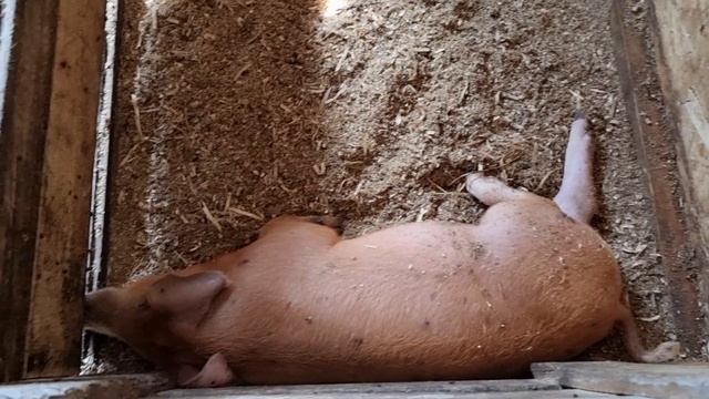 Вес поросят Дюрков в 2 месяца, как набрали за десять дней. Как дела у коровки. смотреть онлайн