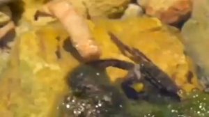 ЙОШИ ПОКАЗАЛ ЛИЦО? нарезка из видео