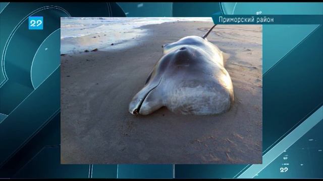 26.11.2018 Краснокнижного кита выбросило на берег Белого моря смотреть онлайн