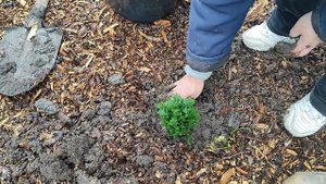 Посадка Кипарисовика Новогодний.Декабрь 2023.