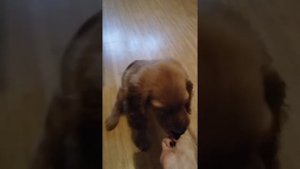 Дрессировка щенка английского кокер-спаниеля Чарли 2 месяца. "Команда лежать", "команда прыгать"