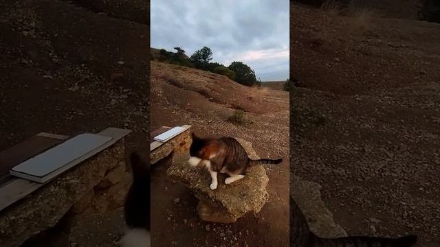 Котики можжевеловой рощи на закате солнца в бухте Нового Света.