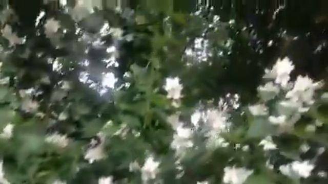 Лето в Москве смотреть онлайн