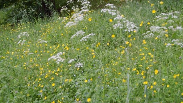 Кавер на скрипке «Fairytale» смотреть онлайн