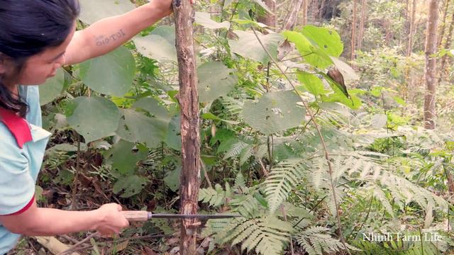 Fainted While Gathering Firewood in The Green Forest, Nhinh Was Rescued by a Kind-hearted Man смотреть онлайн