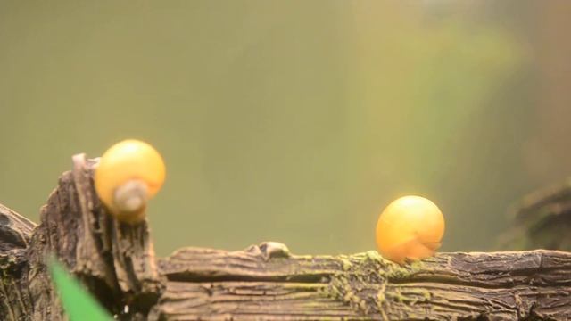 аквариумные улитки смотреть онлайн