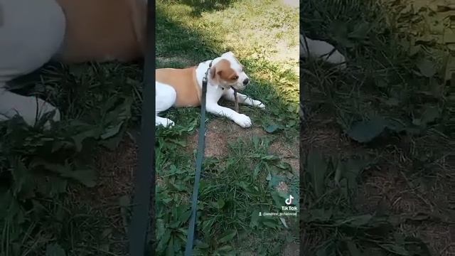 Американский бульдог. Что бы такого сделать плохого. смотреть онлайн