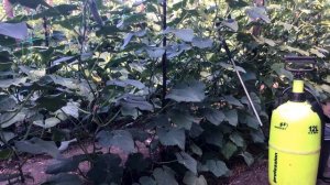 Заболевания огурцов. Фузариоз (корневая гниль).