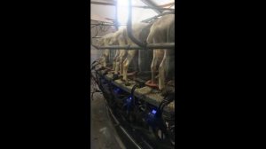 Доильный зал Карусель для коз Нидерланды