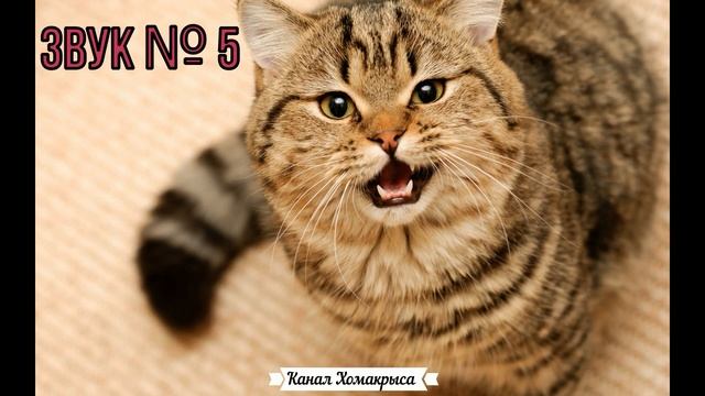 Мяуканье кошки взбесят твоего кота кошку и собаку Раздражающие звуки Неприятные противные звуки