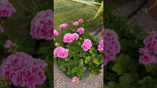 Пеларгония . Эгапарк. Германия смотреть онлайн