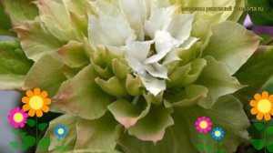 Клематис гибридный Сен-Но-Казе. Краткий обзор, описание характеристик clematis Sen-no-kaze