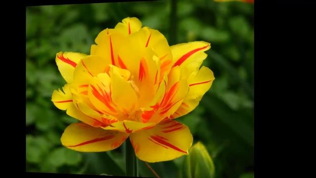 #Тюльпаны15 #Цветы для сада и бизнеса от Ольги Шевчук смотреть онлайн