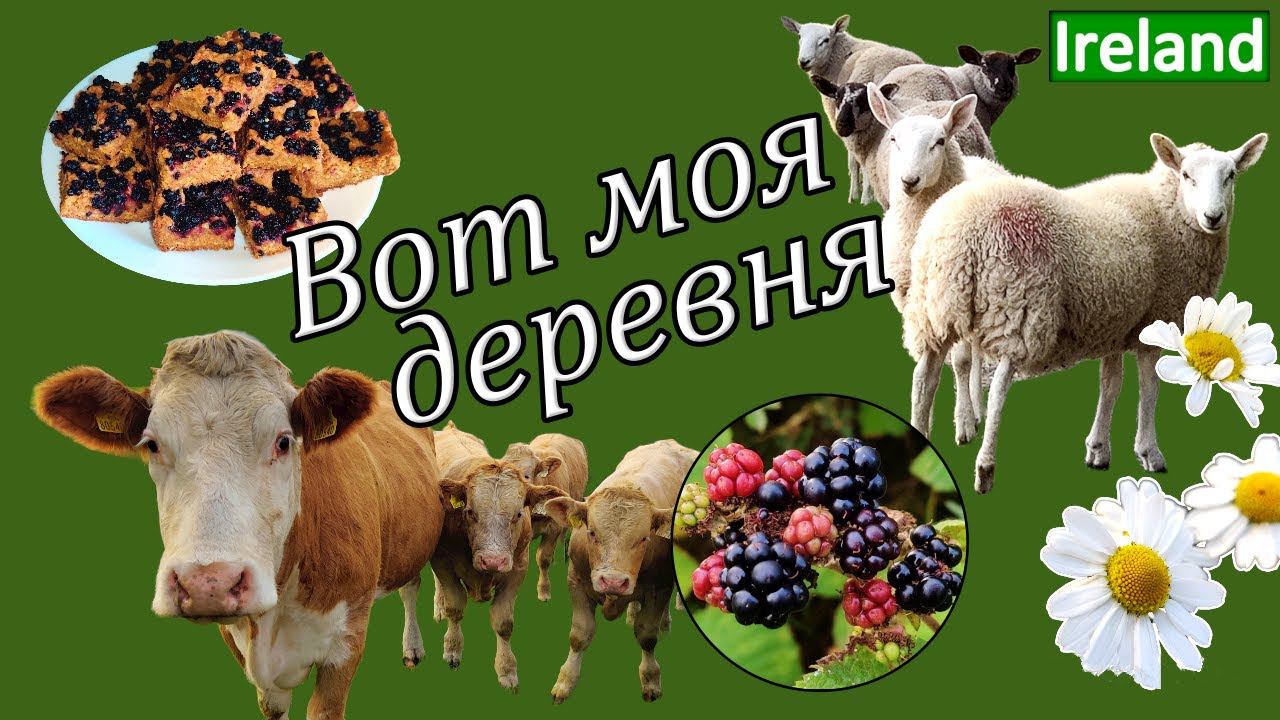 Ирландия/Naas/Урожай Ежевики / Выпечка с Ежевикой (рецепт)