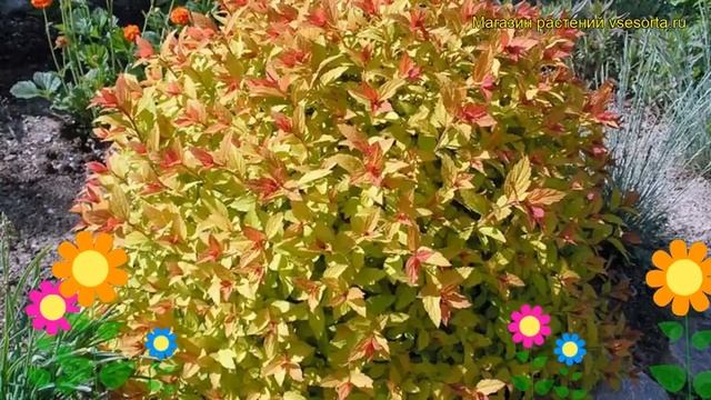 Спирея японская Волшебный ковер. Краткий обзор, описание характеристик spiraea japonica Magic Carpe смотреть онлайн