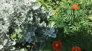 ЦИНЕРАРИЯ БУДЕТ МНОГОЛЕТНЕЙ