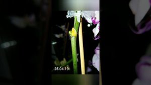 #Детка на цветоносе фаленопсиса #Хельсинки #деткаорхидеицветет