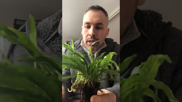 Microsorum pteropus (Java fern) an easy to grow aquarium plant for beginners смотреть онлайн