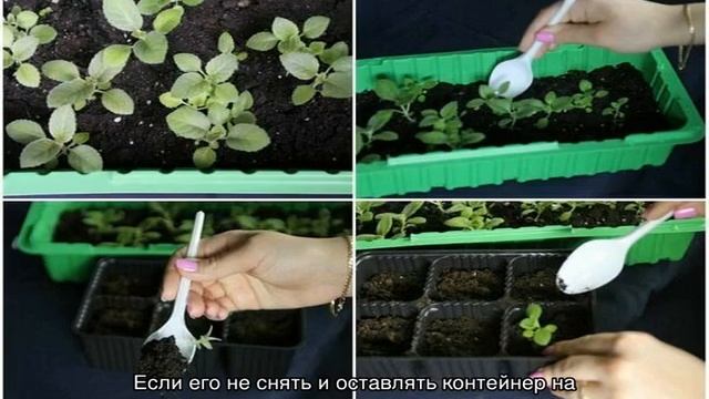 Глоксиния из семян в домашних условиях — как и когда сеять смотреть онлайн