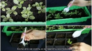 Глоксиния из семян в домашних условиях — как и когда сеять