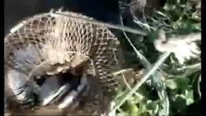 Рыбалка на Бриньковских каналах Краснодарский край