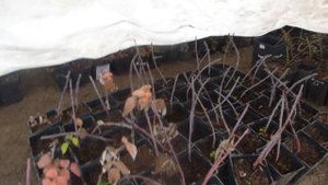 Хранение саженцев ежевики в зимний период в теплице.