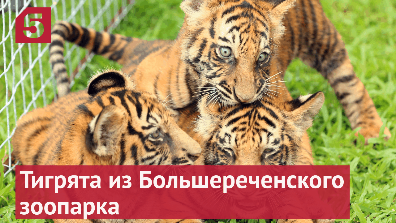 В зоопарке под Омском появились трое тигрят.