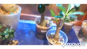 Адениумы с нуля. Мой опыт выращивания за 1,5 года. 2 часть #адениумы #розапустыни #прививкиадениума