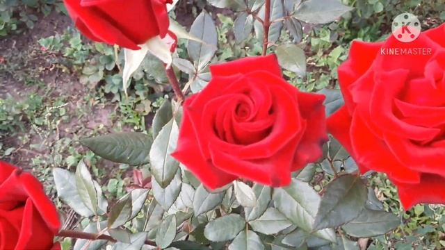 Роза Черная Магия / Rose Black Magik смотреть онлайн