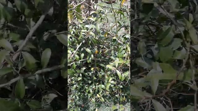 Mostrando a planta ora-pro-nóbis (pereskia aculeata)