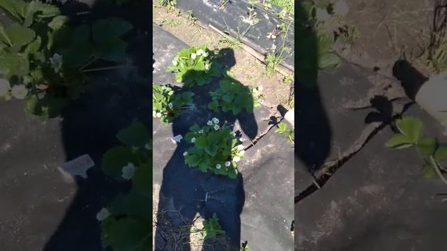 Вологодская область.Обзор клубники.Замёрзли цветы..(